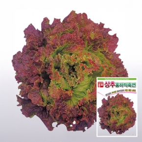 (상추종자씨앗) 홍하적축면(3000립)