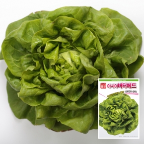(상추종자씨앗) 버터헤드상추 (1000립) 가정원예용/보스턴상추