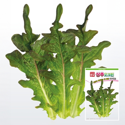 상추종자씨앗 청오크 오크린(1500립)