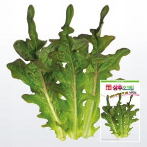 상추종자씨앗 청오크 오크린(6만립)