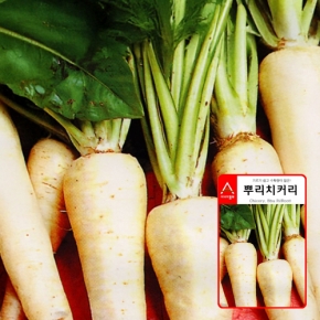 아시아종묘 치커리종자씨앗 뿌리치커리(450g)