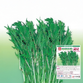 아시아종묘 경수채씨앗종자 경수채-교나(2000립)