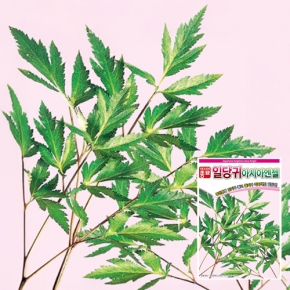 아시아종묘 당귀씨앗종자 일당귀(3g)