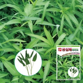 아시아종묘 쌈씨앗종자 공심채 리아오(750g)