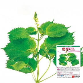 아시아종묘 쌈종자 청자소(3g)