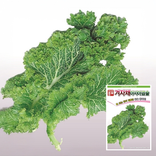 아시아종묘 겨자 씨앗 종자 아시아곱슬 120g 청곱슬겨자