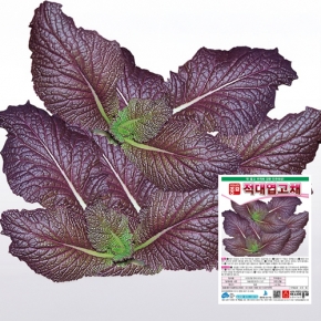아시아종묘 겨자종자씨앗 적겨자 적대엽고채(10g) 전문농가용