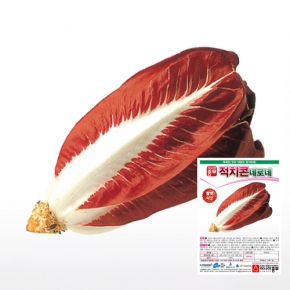 아시아종묘 치커리종자씨앗 아시아통콘-네로네(10g) 전문농가용