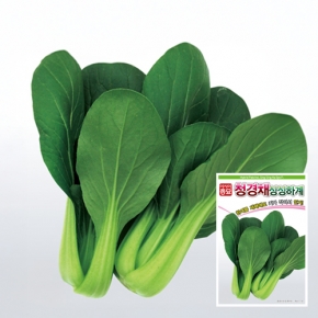 아시아종묘 청경채종자씨앗 싱싱하계(120g)