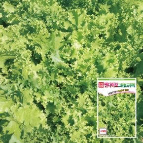 아시아종묘 치커리종자씨앗 엔다이브 그린컬드루펙(70g)