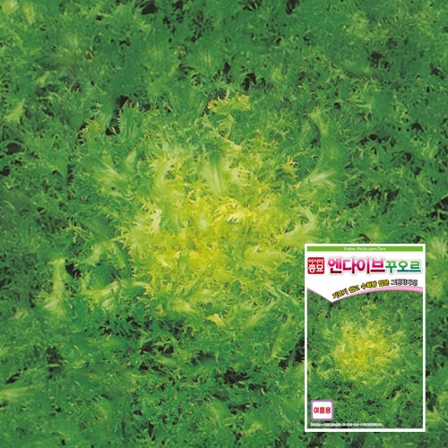 아시아종묘 치커리종자씨앗 엔다이브 꾸오르(70g)