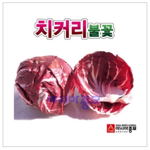 아시아종묘 치커리종자씨앗 불꽃(10g)