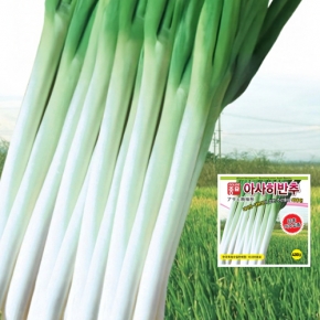 아시아종묘 파종자씨앗 아사히반추(80g,400g)