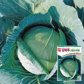 아시아종묘 양배추씨앗종자 그랜드마트 양배추(500립)