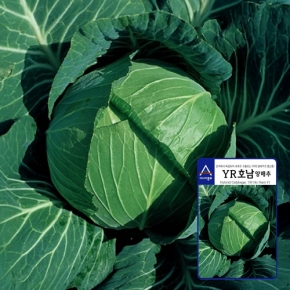 아시아종묘 양배추씨앗종자 YR호남 양배추(500립)