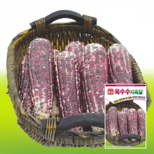 아시아종묘 옥수수종자씨앗 자흑찰옥수수(30g)
