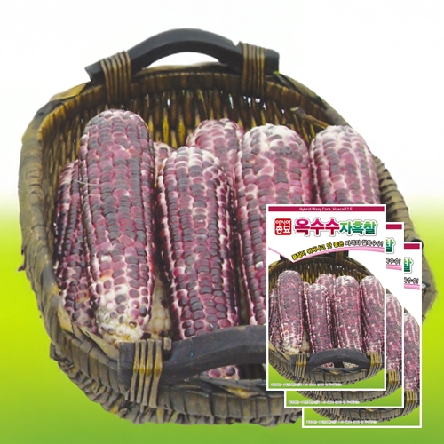 아시아종묘 옥수수종자씨앗 자흑찰옥수수(30gx3)