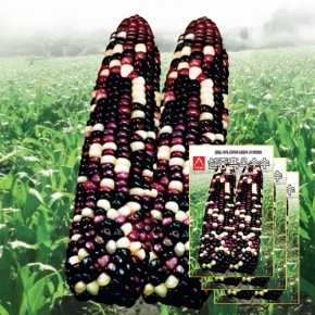 아시아종묘 채소씨앗 - 옥수수씨앗 설중흑(30gx3)