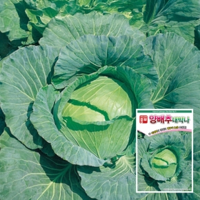 아시아종묘 양배추씨앗종자 대박나 양배추(200립)