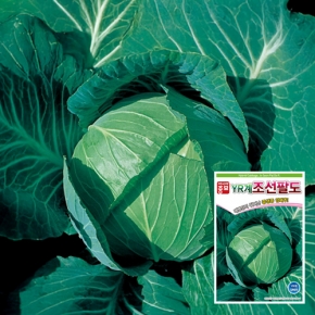 아시아종묘 양배추씨앗종자 조선팔도(500립)