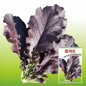 아시아종묘 갓씨앗종자 적갓(30g)