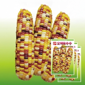 아시아종묘 채소씨앗 - 오색옥수수(100립x3)