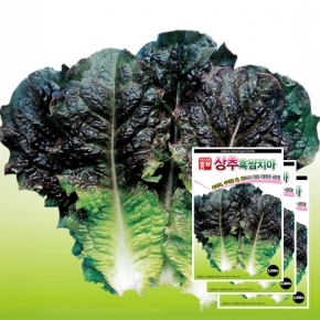 상추종자씨앗 흑쌈치마상추(3000립x3)