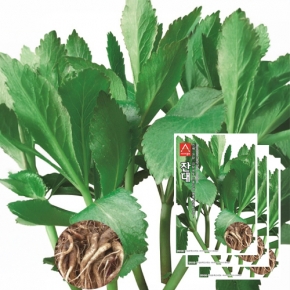 아시아종묘 채소씨앗 - 잔대 (1000립x3)