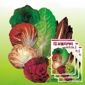 아시아종묘 채소씨앗 - 치커리씨앗 아시아모둠치커리(1500립x3)