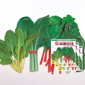 아시아종묘 채소씨앗 근대씨앗 모둠근대(150립x3)
