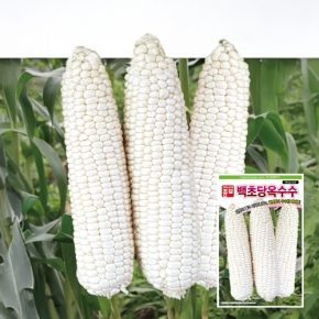 옥수수씨앗종자 백초당 옥수수(7401 IMP)(100립,100립x3,2000립)