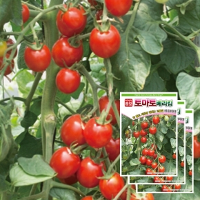 토마토씨앗종자 베리킹(50립x3)