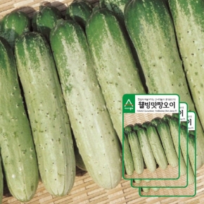 오이씨앗종자 웰빙맛짱(40립x3) 노각오이