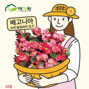 고급꽃씨 베고니아 슈퍼올림피아 로즈 (20립,20립x3) A41