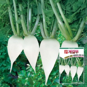 아시아종묘 무씨앗종자 게걸무(1만립) 가을무 토종무