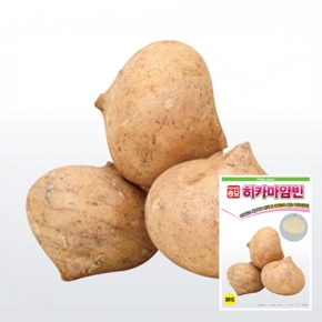 (히카마씨앗종자) 히카마(얌빈)-멕시코감자(30립)