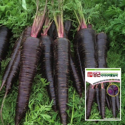 (자색당근종자씨앗) 아시아퍼플알파(500립,500립x3,1만립)