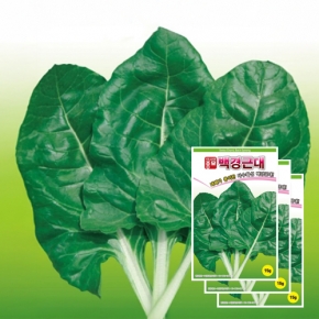 근대씨앗종자 백경근대 (백근대)(15gx3)