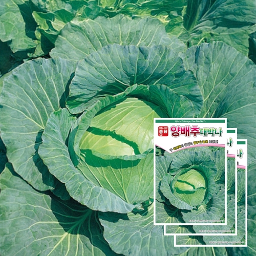 아시아종묘 양배추씨앗종자 대박나 양배추(200립x3)