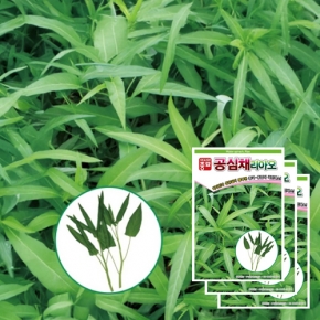 아시아종묘 채소씨앗 - 쌈씨앗 공심채(10gx3)