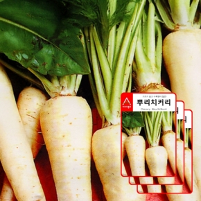 아시아종묘 치커리종자씨앗 뿌리치커리(3000립x3)