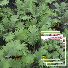 케일종자씨앗 아시아레드러시안(1000립x3)