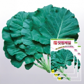 아시아종묘 케일종자씨앗 맛짱케일(1000립x3)