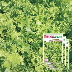 아시아종묘 치커리종자씨앗 엔다이브 그린컬드루펙(1500립x3)