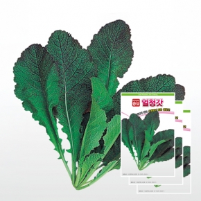 아시아종묘 갓씨앗종자 얼청갓(30gx3)