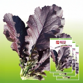 아시아종묘 갓씨앗종자 적갓(30gx3)