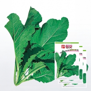 아시아종묘 갓씨앗종자 청갓(30gx3)