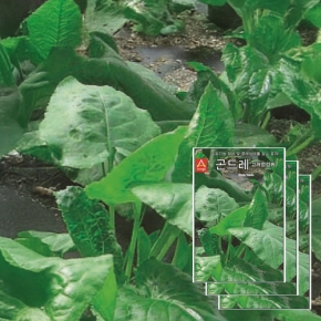 아시아종묘 채소씨앗 - 나물씨앗 곤드레(100립x3)