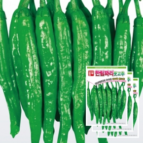 아시아종묘 채소씨앗 - 꽈리고추씨앗 한림꽈리풋고추(30립x3)