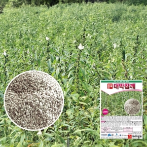 아시아종묘 참깨종자 대박참깨(3000립)무코팅